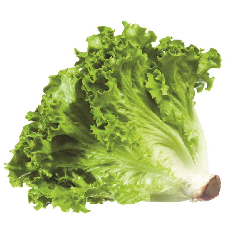 Lechuga DulceUND