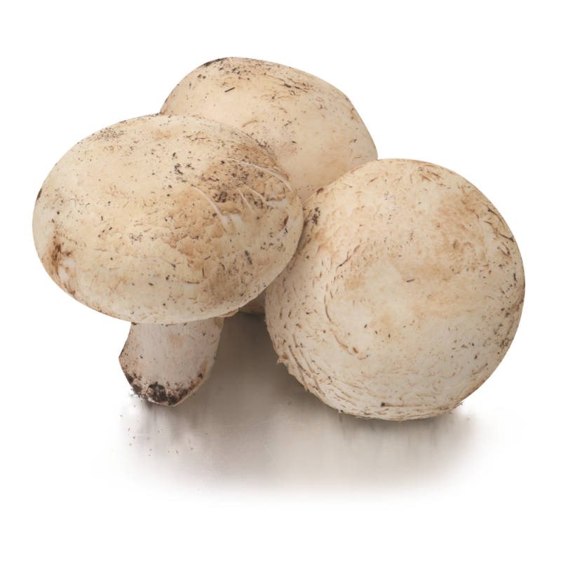 Hongos Champiñón Del CaribeLB