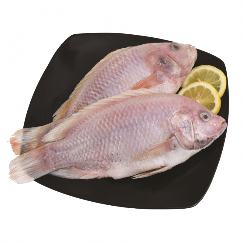 Tilapia Roja ImportadaLB