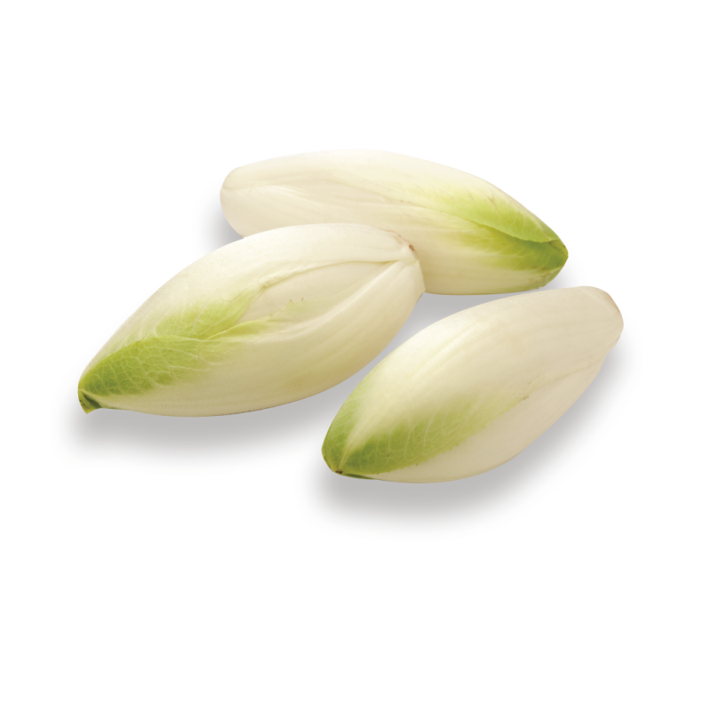 Endivie Belgica, Endivia BlancaLB