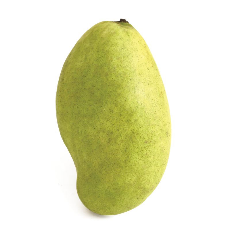 Mango Madame FrancoiseUND