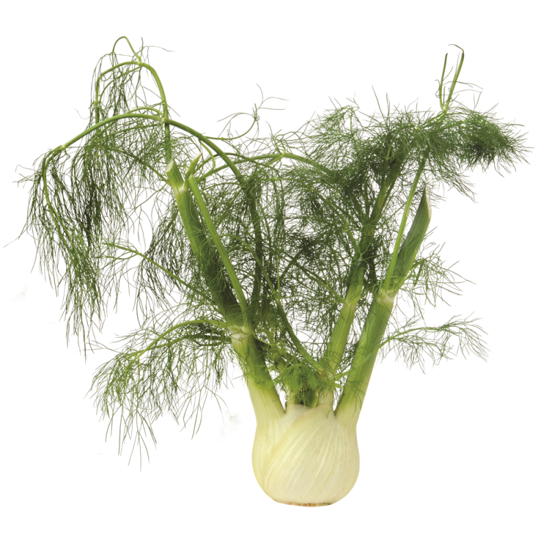 Fennel Clamshells (Hinojo Importado)UND